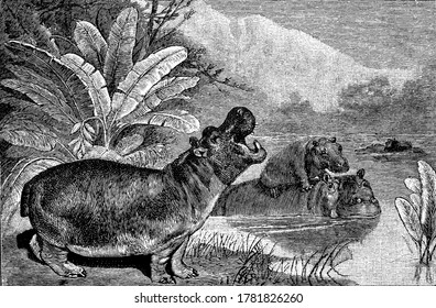 A large sized animal found in ground and water, vintage line drawing or engraving illustration.