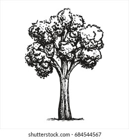 Large sketch tree. vector illustration. Hand drawing