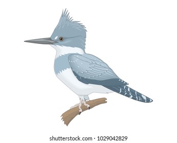 Large and small birds. Vector illustration