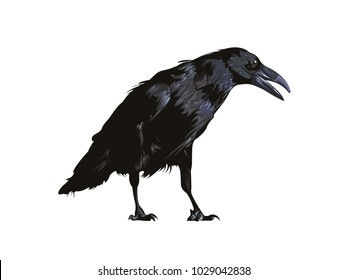 Large and small birds. Vector illustration