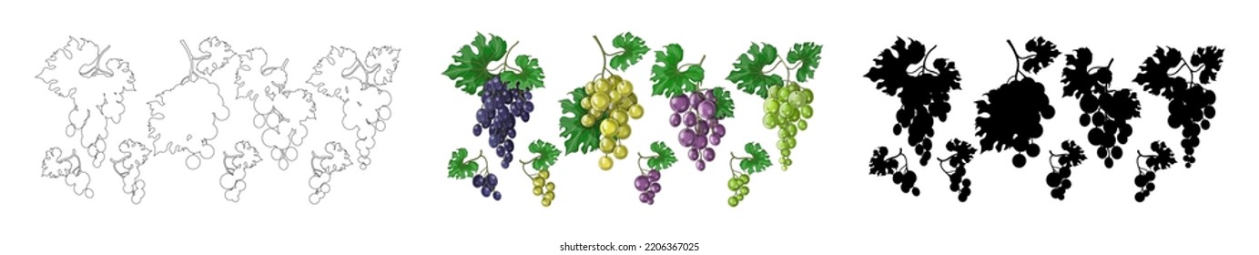 Large and small bunches of grapes in outline, cartoon and black silhouette style. Set of grapes on a bunch with leaves. Stock vector illustration, isolated on white background.