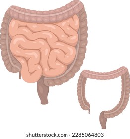 Large and small intestine vector illustration isolated on white background