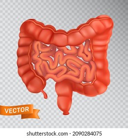 Large and small intestines close-up, front view. Medical concept of a healthy internal organ. 3D vector illustration of a human digestive system structure isolated on a transparent background