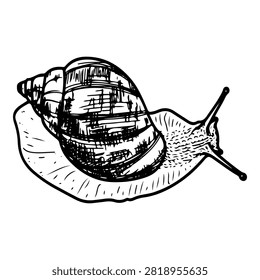 Large snail. Hand drawn vector sketch. Crawling slug. Slow animal. Shell. Cute aquarium pet. Line art graphic illustration.