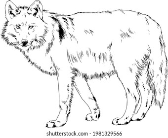 a large snarling wolf werewolf drawn in ink by hand