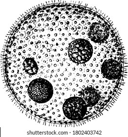 The large spherical colonies of Volvox globator, composed of several thousand cells. These protozoans form colonies. around a hollow centre, vintage line drawing or engraving illustration.