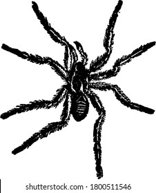 Una araña grande, con un cuerpo de una pulgada de longitud; su mordedura debía producir antes Tarantismo, y sin duda en algunos casos, produce síntomas desagradables. Es un nativo de Italia, vintage
