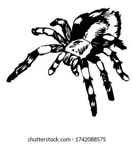 large spider isolated on white background, black and white vector illustration