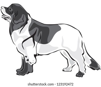 Large spotted dog breed Landseer