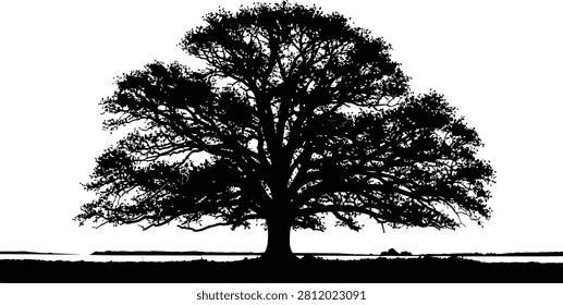 Large spreading oak tree silhouette with detailed branching structure
