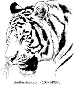 Large Striped Tiger Drawn Ink Sketch Stock Vector (Royalty Free ...