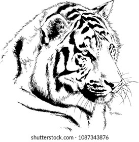 large striped tiger drawn ink sketch in full growth