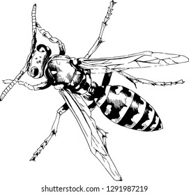 large striped wasp with a sting hand-drawn ink sketch