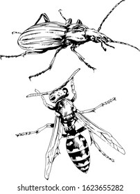large striped wasp with a sting hand-drawn ink sketch