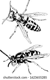 large striped wasp with a sting hand-drawn ink sketch