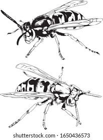 large striped wasp with a sting hand-drawn ink sketch
