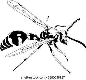 large striped wasp with a sting hand-drawn ink sketch