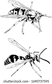 avispón de rayas grandes con un boceto de tinta dibujado a mano