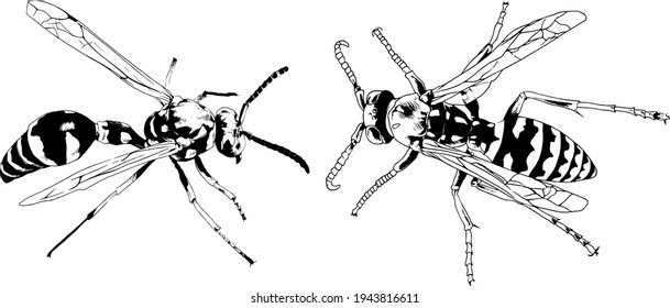 large striped wasp with a sting hand-drawn ink