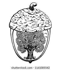 A large and sturdy oak with a lush crown is inside a small acorn