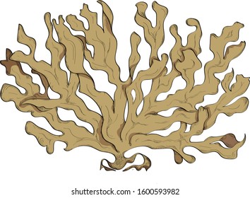 Large swaying Kelp with shadow and shading, the most common but  varied of the ocean plants.