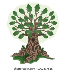 Roble grande y alto con hojas. Roble con poderosas raíces que se extienden por el suelo. Un árbol hueco.