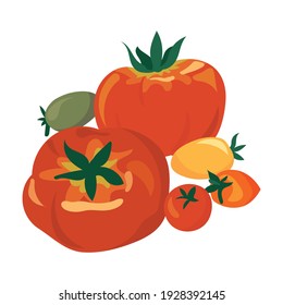 Large tomatoes and cherry tomatoes of various colors. Healthy vegetables vector illustration.