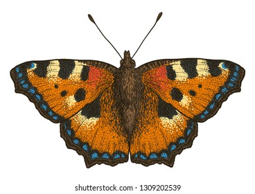 5,158 Tortoiseshell butterfly Images, Stock Photos & Vectors | Shutterstock