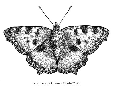 Large tortoiseshell illustration, engraving, drawing, ink, vector