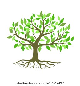 Large tree and root green leaves on a white background, vector illustration