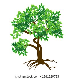 Large tree and rooted green leaves against a white background