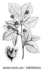 A large tree with smooth grey bark, glossy leaves, and hard, pale fine-grained timber which is called as beech, vintage line drawing or engraving illustration.