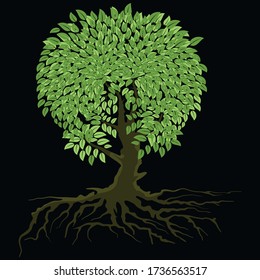 a large tree with thick green leaves on a black background