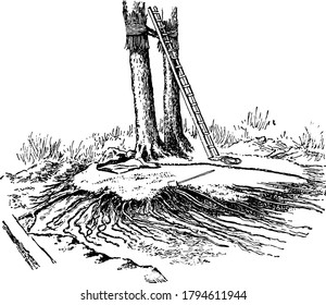 Large trees are removed from their places and kept elongated to be grown in another place, vintage line drawing or engraving illustration.