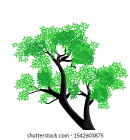 large trees and shady green leaves white background, vector
