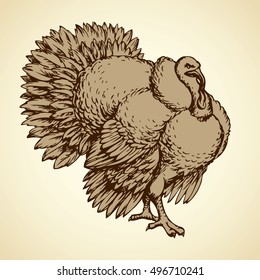Large turkey  tom pet isolated on white backdrop. Freehand outline ink hand drawn picture sketchy in art scribble retro style pen on paper. Closeup view and space for text