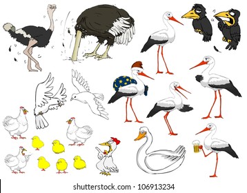 A large variety of birds on a white background