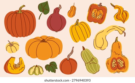 A large variety set of pumpkins, autumn bright fruits whole and halves with pulp and seeds, giant pumpkin, nutmeg, delicata, decorative