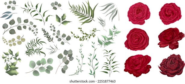 A large vector collection of flowers and plants. Juicy eucalyptus, green plants and leaves. Red mix of flowers, roses, ranunculus. All elements are isolated 