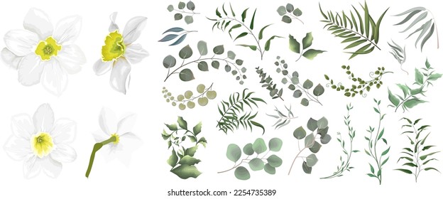 A large vector collection of flowers and plants. Juicy eucalyptus, white daffodil flower, green plants and leaves. All elements are isolated  svg