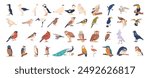 Large Vector Collection Of Various Bird Illustrations Includes Species Like Owl, Penguin, Parrot And Swan, Toucan