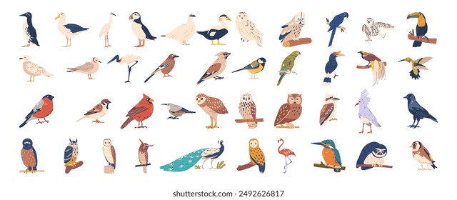 Large Vector Collection Of Various Bird Illustrations Includes Species Like Owl, Penguin, Parrot And Swan, Toucan