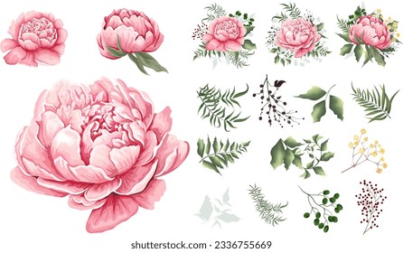 Large vector floral set. Separate flowers of pink peonies isolated on white background. Plants, leaves and berries. Compositions of flowers, plants and berries. Set of elements for wedding design 