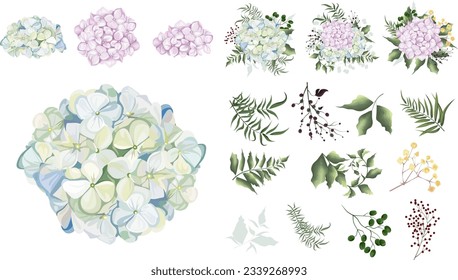 Large vector floral set. Separate flowers of blue and pink hydrangea isolated on white background. Plants, leaves and berries. Compositions of flowers, plants and berries. Set of elements for wedding 