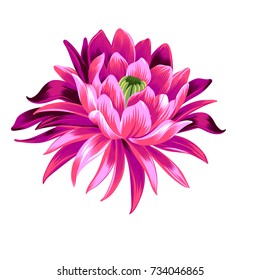 large vector lotus flower. Vintage style floral drawing. Waterlily in blossom, isolated on white. Single floral element. 