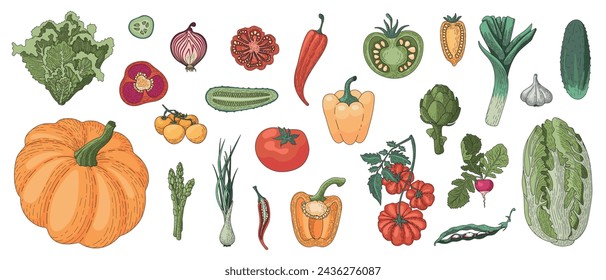 A large vector set of assorted vegetables. Drawings of ingredients for vegetarian dishes. Healthy food. Design of the menu, website, book, list, recipe. Beautiful decorative autumn vegetables