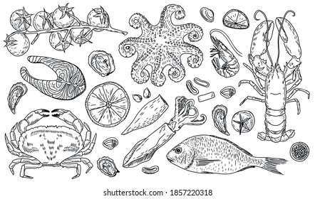 Large vector set of fresh sea products. Lobster, octopus, oysters, shrimp, squid, crab, mussels, trout steak, Dorado, fish, tomatoes, garlic, pepper. For restaurant menus. Linear drawing by hand
