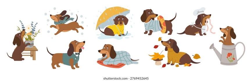 Large vector set of funny dachshund characters in various life situations and seasons. Collection includes a dog in a yellow raincoat under an umbrella a puppy in a cozy sweater with autumn leaves a chef dog with sausages and a dog in a wedding tuxedo. Cute flat illustrations of pets with flowers gardening tools and winter accessories isolated on white background for stickers and greeting cards.
