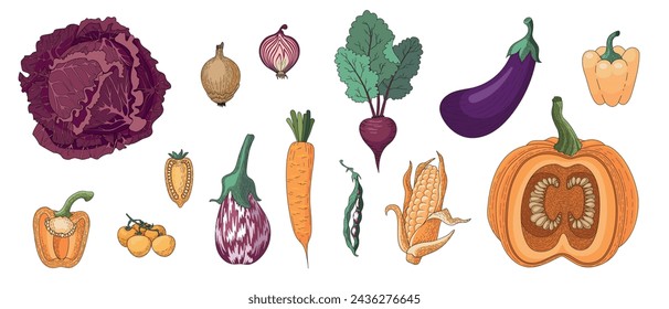 A large vector set of orange and purple vegetables. Drawings of ingredients for vegetarian dishes. Healthy food. Design of the menu, website, book, list, recipe. Beautiful decorative vegetables