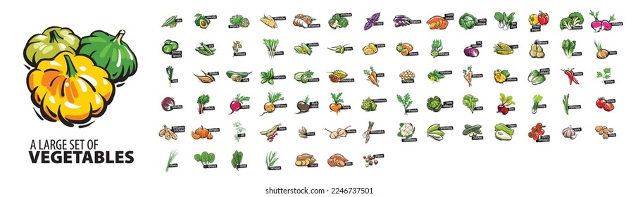 Large vector set of painted vegetables on a white background